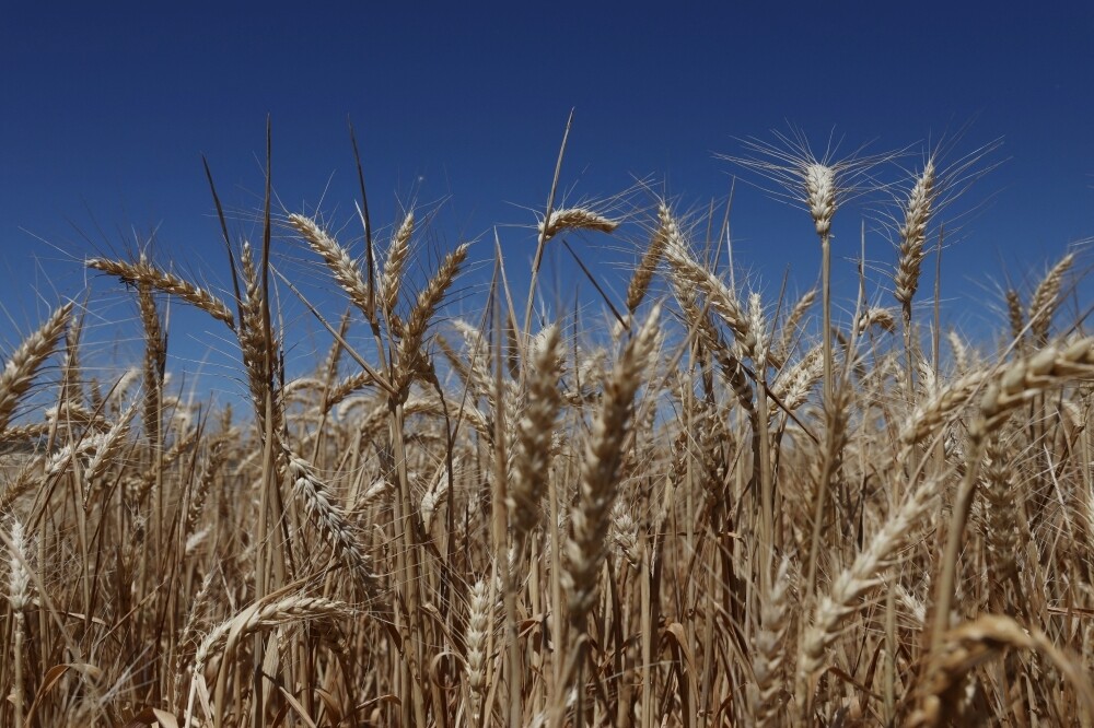 Algerian Tender Boosts Wheat Prices