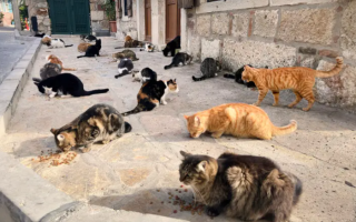 Возмущение жестокостью к животным в Алжире