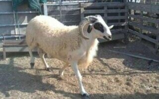 Подросток из Алжира погиб в трагическом происшествии на празднике Хайра