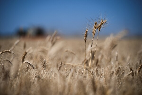 Algeria Limits Wheat Purchase in International Tender