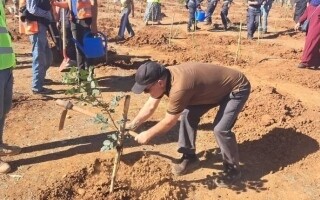 Алжир посадил 1,39 миллиона деревьев за один день